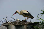 Villars les Dombes : le parc aux oiseaux, cygogne