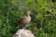 Villars les Dombes : le parc aux oiseaux