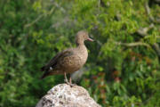 Villars les Dombes : le parc aux oiseaux