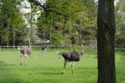 Villars les Dombes : le parc aux oiseaux, autruches