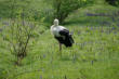 Villars les Dombes : le parc aux oiseaux, cygogne et parterre de fleurs bleues