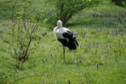 Villars les Dombes : le parc aux oiseaux, cygogne et parterre de fleurs bleues