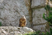 Villars les Dombes : le parc aux oiseaux, rapace