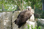 Villars les Dombes : le parc aux oiseaux, vautour