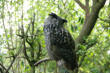 Villars les Dombes : le parc aux oiseaux, hibou grand duc