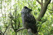 Villars les Dombes : le parc aux oiseaux, hibou grand duc