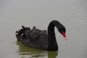 Villars les Dombes : le parc aux oiseaux, cygne noir