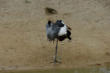 Villars les Dombes : le parc aux oiseaux, petit échassier