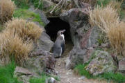 Villars les Dombes : le parc aux oiseaux, manchot