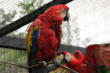 Villars les Dombes : le parc aux oiseaux, aras