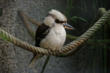 Villars les Dombes : le parc aux oiseaux, oiseau