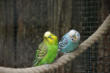 Villars les Dombes : le parc aux oiseaux, perruches