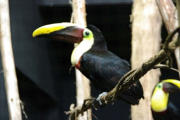 Villars les Dombes : le parc aux oiseaux, toucan