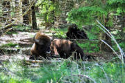 Sainte Eulalie en Margeride : parc aux bisons, bisons