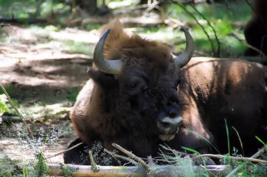 Sainte Eulalie en Margeride : parc aux bisons,Bison