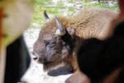 Sainte Eulalie en Margeride : parc aux bisons, bison