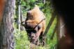 Sainte Eulalie en Margeride : parc aux bisons, bisons