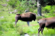 Sainte Eulalie en Margeride : parc aux bisons, bisons