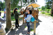 Sainte Eulalie en Margeride : parc aux bisons, fin de la visite