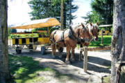 Sainte Eulalie en Margeride : parc aux bisons, fin de la visite