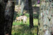 Saint Léger de Peyre : parc aux loups