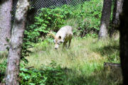 Saint Léger de Peyre : parc aux loups