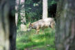 Saint Léger de Peyre : parc aux loups