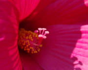 Lyon : parc de la Tête d'Or, les fleurs du jardin botanique