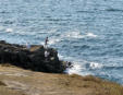 Quiberon : la côte - pêcheurs