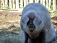 Poul Fétan : ferme bretonne de 1850 -race particulière de cochon