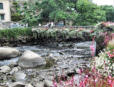 Pont Aven - rivière l'Aven et le pont fleuri