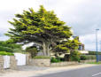 Tregunc - pointe de Trévignon - arbre penché par le vent