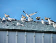 Le Guilvinec : mouettes et goëlands