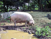 Poul Fétan : ferme bretonne de 1850 - cochon