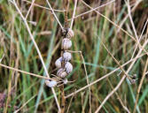 Tregunc - pointe de Trévignon - grappe d'escargots