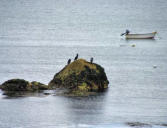 Tregunc - pointe de Trévignon - ilot et mouettes