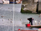 Loctudy : le port - mouettes en attente des rejets du pêcheur