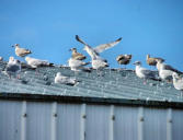 Le Guilvinec : mouettes et goëlands