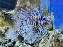 Digne les bains : Musée promenade, maison des remparts, aquarium