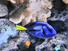 Digne les bains : Musée promenade, maison des remparts, aquarium, poisson bleu et jaune