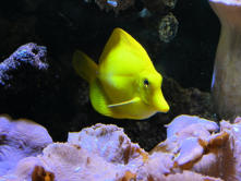 Digne les bains : Musée promenade, maison des remparts, aquarium,poisson Jaune