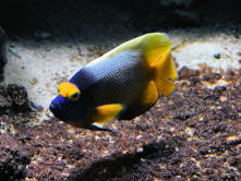 Digne les bains : Musée promenade, maison des remparts,aquarium