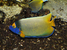 Digne les bains : Musée promenade, maison des remparts, aquarium, poisson 2