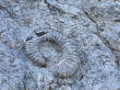 Digne les bains : La dalle à ammonites