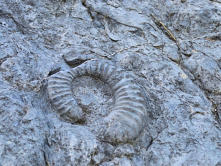 Digne les bains : La dalle à ammonites