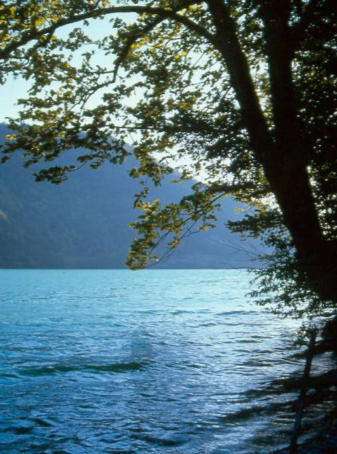 Nantua : Berge boisée