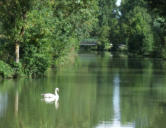 Arçais   ( le marais poitevin ) canal,cygne et pont