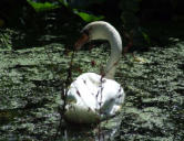 Arçais   ( le marais poitevin ) cygne