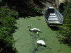 Arçais   ( le marais poitevin ) cygnes et barque