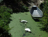 Arçais   ( le marais poitevin ) cygnes et barque